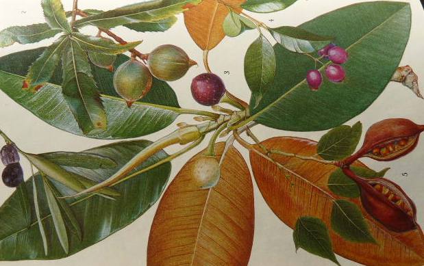 Painting of figs and berries 